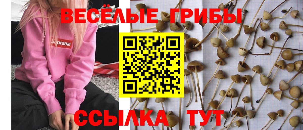 Галлюциногенные грибы MAGIC MUSHROOMS  Вход с VPN  Медногорск 
